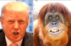 Donald the Orangutan