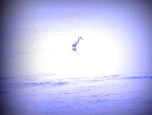 Mixbook Beautiful Possibilities A Graphic Introduction to the Examined Life by John Faithful Hamer - Google Chrome 2015-09-27 53032 PM